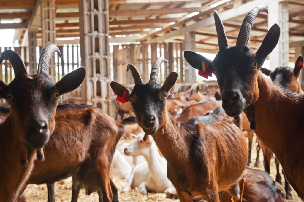 A picture of happy goats in the shelter. Book an unforgettable organic cheese tasting in Istria at www.krug-travel.com