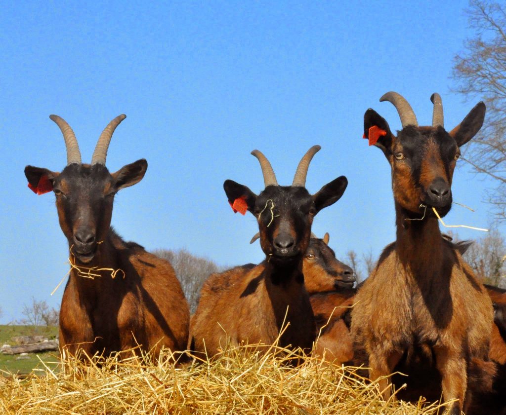 Goat Farm in Istria