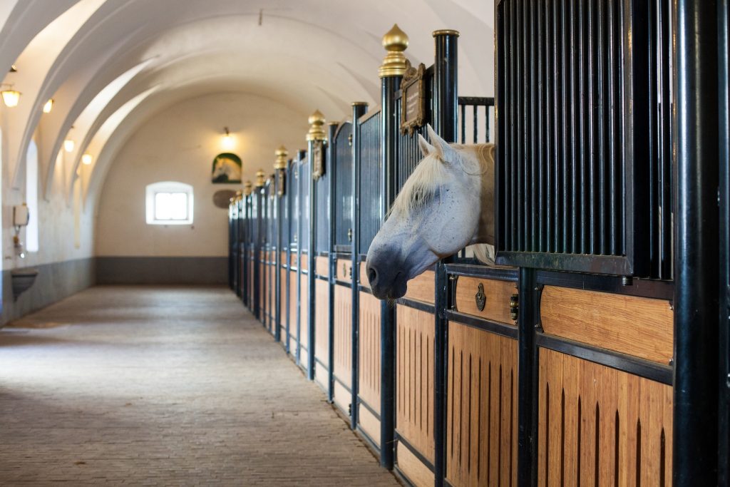 A picture of a horse at the stable in Lipica in Slovenia. Book a tour and meet those magnificent horses at www.krug-travel.com