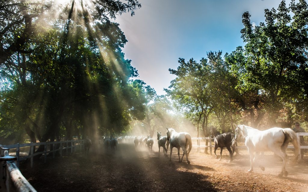 A picture of Lipizzaner Horses running at the stud farm. Visit the farm with Krug Travel.