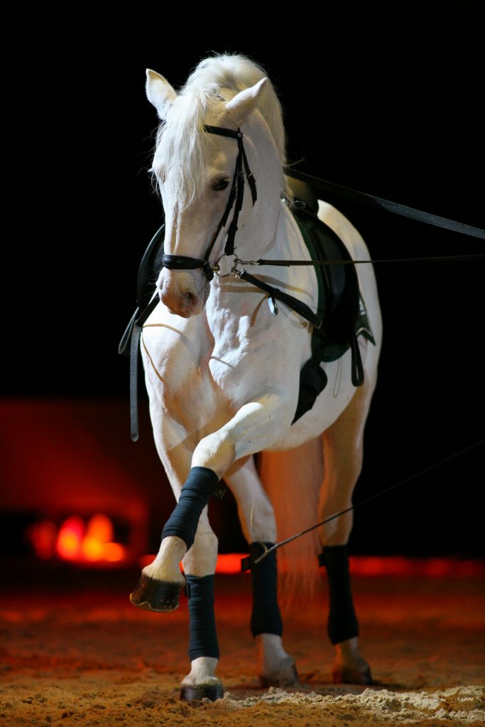 A picture of a Lipizzaner Horse at training in Lipica. Book a day trip in Slovenia at www.krug-travel.com.