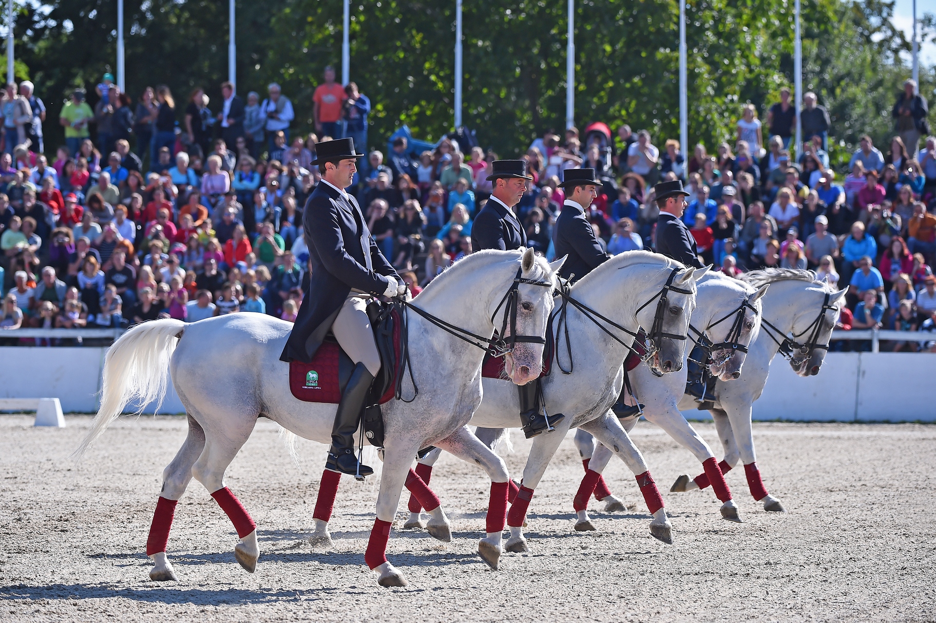 A picture of three Lipizzaner Horses performing at the stud farm. Book now with Krug Travel.