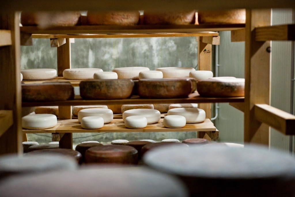 Istrian Cheese Production