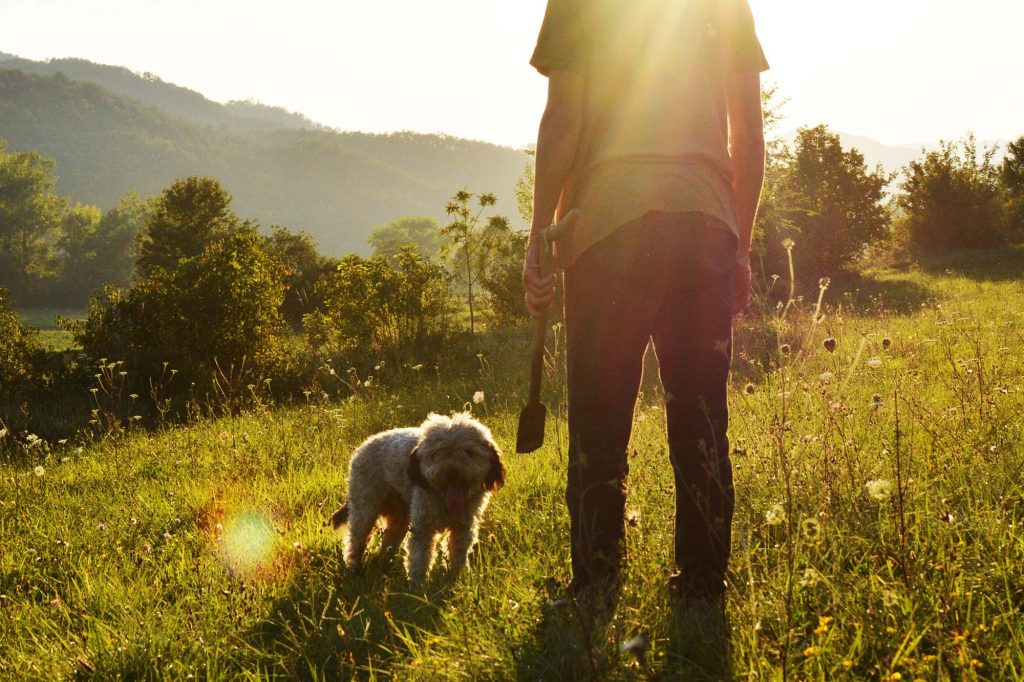 Istria Truffle Hunting Dog